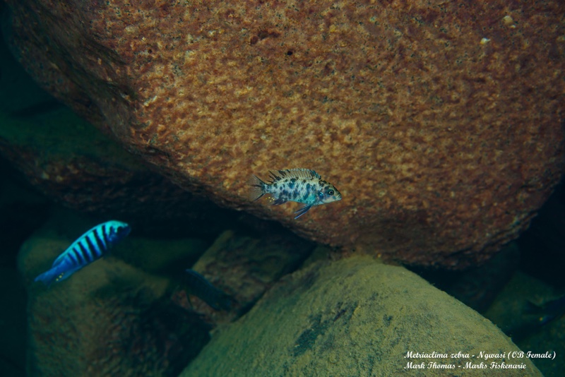 Maylandia zebra 'Ngwasi'